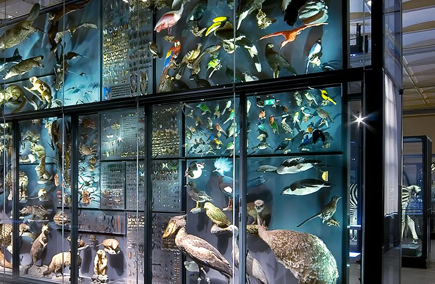 Private-Guide-Berlin-Art-Naturkundemuseum-AM-9.jpg